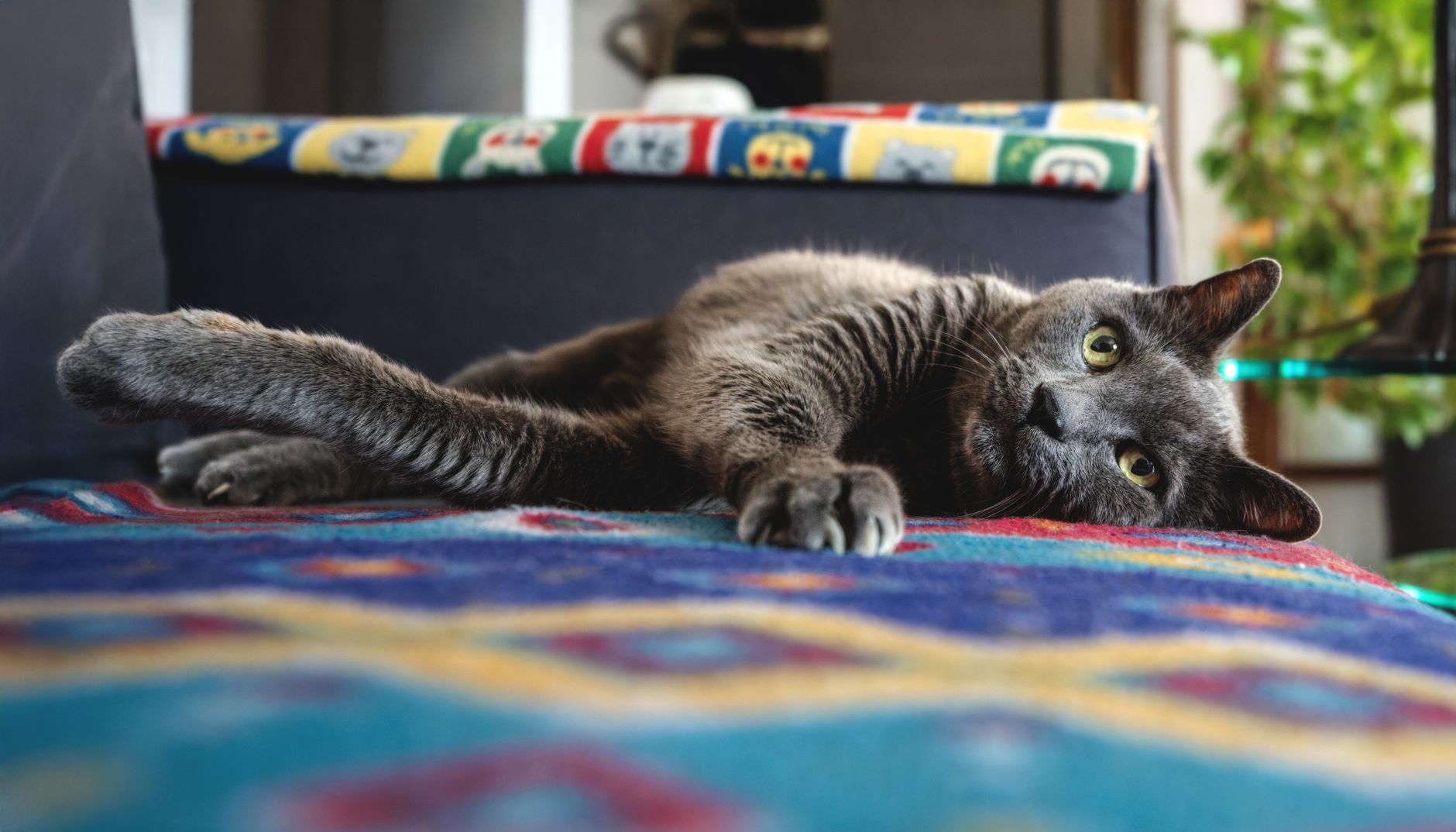 A grey cat resting on a patterned blanket indoors